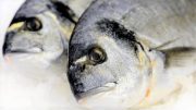 (2017! Doku) Doraden aus dem Käfig – Kann Aquakultur das Mittelmeer retten