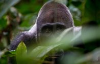 2017  _  Gabun _  Im Land der Gorillas |  Tiere Doku HD