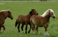 [3SAT] Land der edlen Pferde – Ermland und Masuren