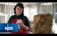 Bauernhof: Pferdetraining in Ostfriesland | Hofgeschichten | NDR Doku
