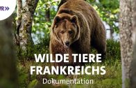 Frankreichs wilde Tiere | SWR Geschichte & Entdeckungen