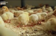 (Doku in HD) Tierfabrik Deutschland – Von Billigfleisch und Wegwerfküken