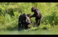 Affen Heimliche Genies Doku Deutsch über Affen in HD Teil 1