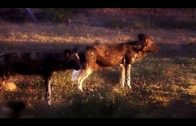 African wild dogs attacks top documentary of 2017 – 2017