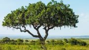Afrika – (1/3) – Das Nilpferd und der Leberwurstbaum – Doku 2019