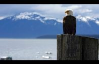 Alaska – Glacier Bay Nationalpark