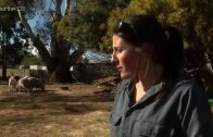 ARTE – 360 Geo Reportage Tasmanischer Teufel