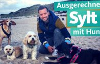 Ausgerechnet Sylt mit Hund | WDR Reisen