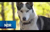 Herz für Hunde in Niedersachsen: Die Husky-Retter | Typisch! | NDR Doku
