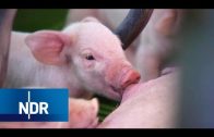 Bauernhof: Der Schweinezüchter als Geburtshelfer | Hofgeschichten | NDR