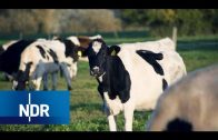 Bauernhof: Die Rinder müssen von der Weide | Hofgeschichten | NDR