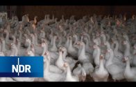 Bauernhof: Gänsemarsch zur Weide | Hofgeschichten | NDR Doku