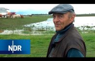 Bauernhof: Kreuzfahrtriese auf der Ems überschwemmt Weiden | Hofgeschichten | NDR Doku