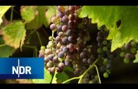 Bauernhof: Weinernte im Alten Land | Hofgeschichten | NDR Doku