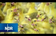 Bauernhof: Wie aus dem Ei gepellt | Hofgeschichten | NDR Doku