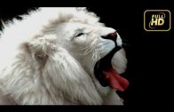 BBC Documentary 2017 – Animal Planet – Extremely Rare White Lion Cubs – Best Documentary