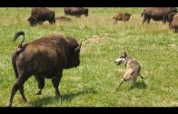 BBC Documentary 2017 – Animal Planet Wolves vs. Bison | Best Documentary