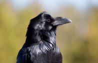 BBC Documentary 2017 – The Corvus Family – HD Documentary (Crows)
