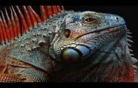 BBC Natural Documentary Featuring David Attenborough’s – Wildlife Animals Part 3- HD – 720