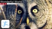 BBC Wonderful World Part 4/4 (Dokumentation, Tierdokumentation in deutsch volle Länge BBC, Lehrfilm)
