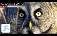BBC Wonderful World Part 4/4 (Dokumentation, Tierdokumentation in deutsch volle Länge BBC, Lehrfilm)