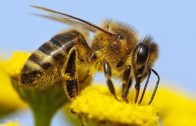 Bienen vom Aussterben bedroht – Der Untergang Doku 2015 *HD*