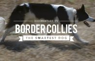 BORDER COLLIE THE WORLD’S SMARTEST DOGS