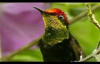 Brasiliens fliegende Edelsteine – Auf den Spuren der Rubin-Topas-Kolibris