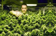 Cannabis Legalisierung in Colorado | Der Marihuana Goldrausch