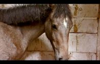 Das Gestüt Part 1/4 (Dokumentation deutsch, Doku Pferde, in voller Länge, Tierdokumentation)