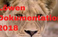 Das leben von Löwen Dokumentation 2018 NEU🐯
