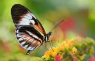 Das Wunder der Schmetterlinge