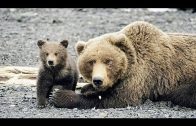 Der Bärenmann – Vater und Sohn unter Grizzlys in Alaska