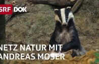 Der Dachs – das heimlichste Wildtier der Schweiz | NETZ NATUR mit Andreas Moser | Doku | SRF DOK