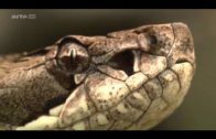 Deutsche Doku HD: Schlangen Überlebenskünstler der Natur