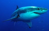 Die gefährlichsten Haie der Welt – Doku 2018