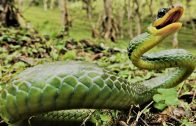Die gefährlichsten Wassertiere des Amazonas