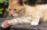 🐈 Die Katze – Alles über Katzen | Dokumentation Deutsch