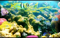 Die Korallenriffe der Cayman Inseln – Tierdoku Dokumentation deutsch  in voller Länge HD 2018