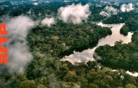 Die Natur im Amazonas-Delta | Doku | ARTE
