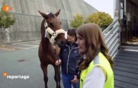 Die Polizei im Einsatz auf Pferden – Dokumentation Deutsch ᴴᴰ