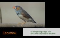 Die schönsten Vogelstimmen unserer Heimat und der Welt (Doku für Kinder, Tierdokumentation)