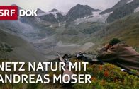 Die Schweiz und die Jagd | NETZ NATUR mit Andreas Moser | Doku | SRF DOK