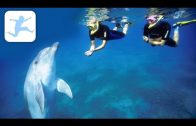 Die Welt der Delfine (Tierdokumentation für Kinder, kostenlos ansehen, komplett auf Deutsch)