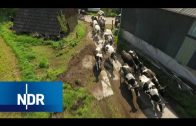 Die Welt der Milch: Von Robotern, Melkkarussel und Biomilch | Wie geht das? | NDR