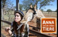 Die Zunge der Giraffe  | Reportage für Kinder | Anna und die wilden Tiere