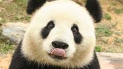 Doku : Das Panda Projekt