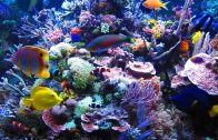 (Doku in HD) Steffens entdeckt – Palau – Korallenparadiese der Südsee