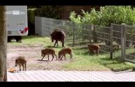 (Doku in HD) Wilde Tiere vor der Haustür – Waschbär, Wildschwein und andere Nachbarn