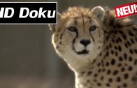 Doku  – Phantome der Wüste: Asiens letzte Geparde – HD/HQ